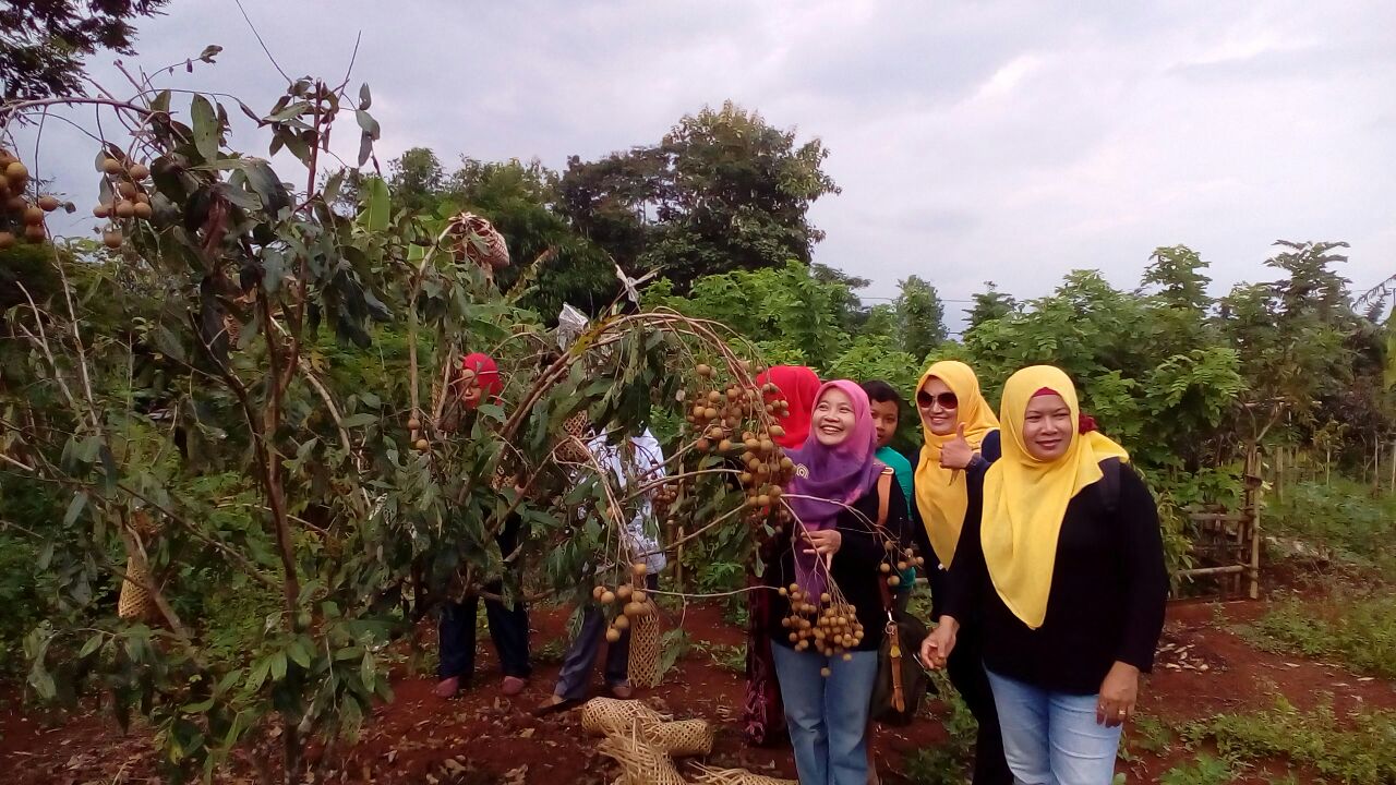 Kalibagor Sulap Lahan Tandus Jadi Agrowisata Buah Kelengkeng
