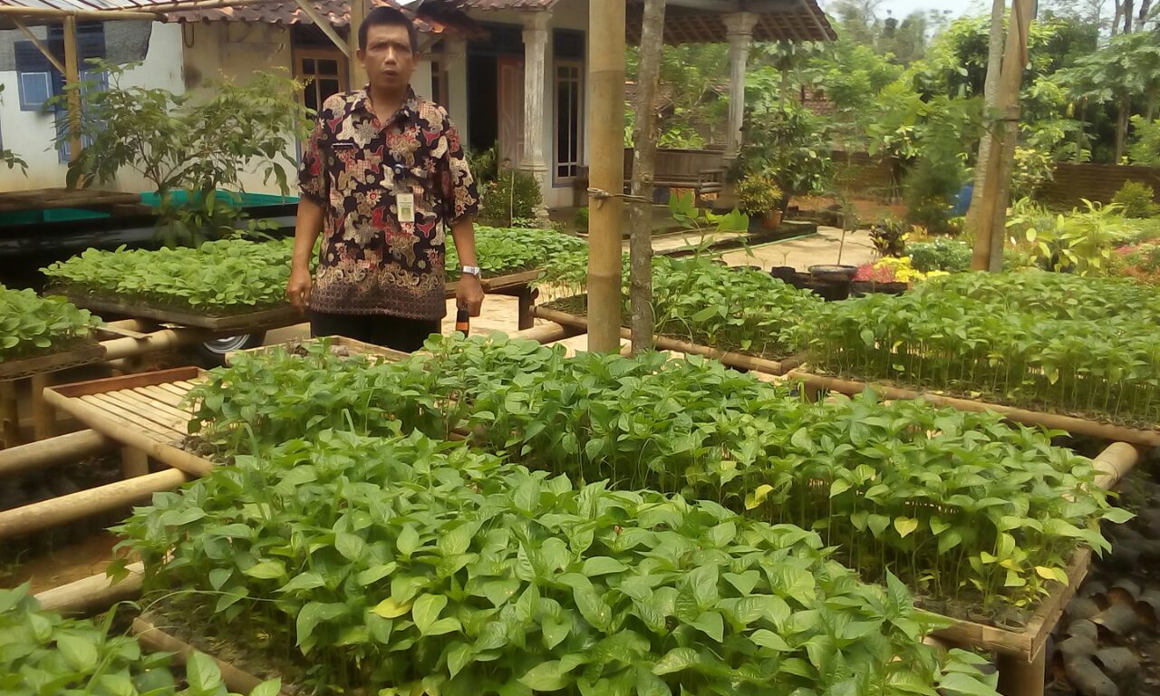 Ingin Manfaatkan Pekarangan ?, Beli Bibit Cabe Harga Murah di Selakambang