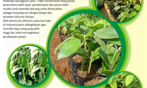 “Lada”  si Kecil dengan Sensasi Pedas yang Kuat.