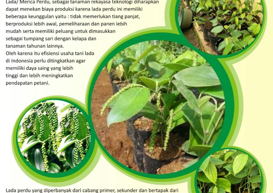 “Lada”  si Kecil dengan Sensasi Pedas yang Kuat.