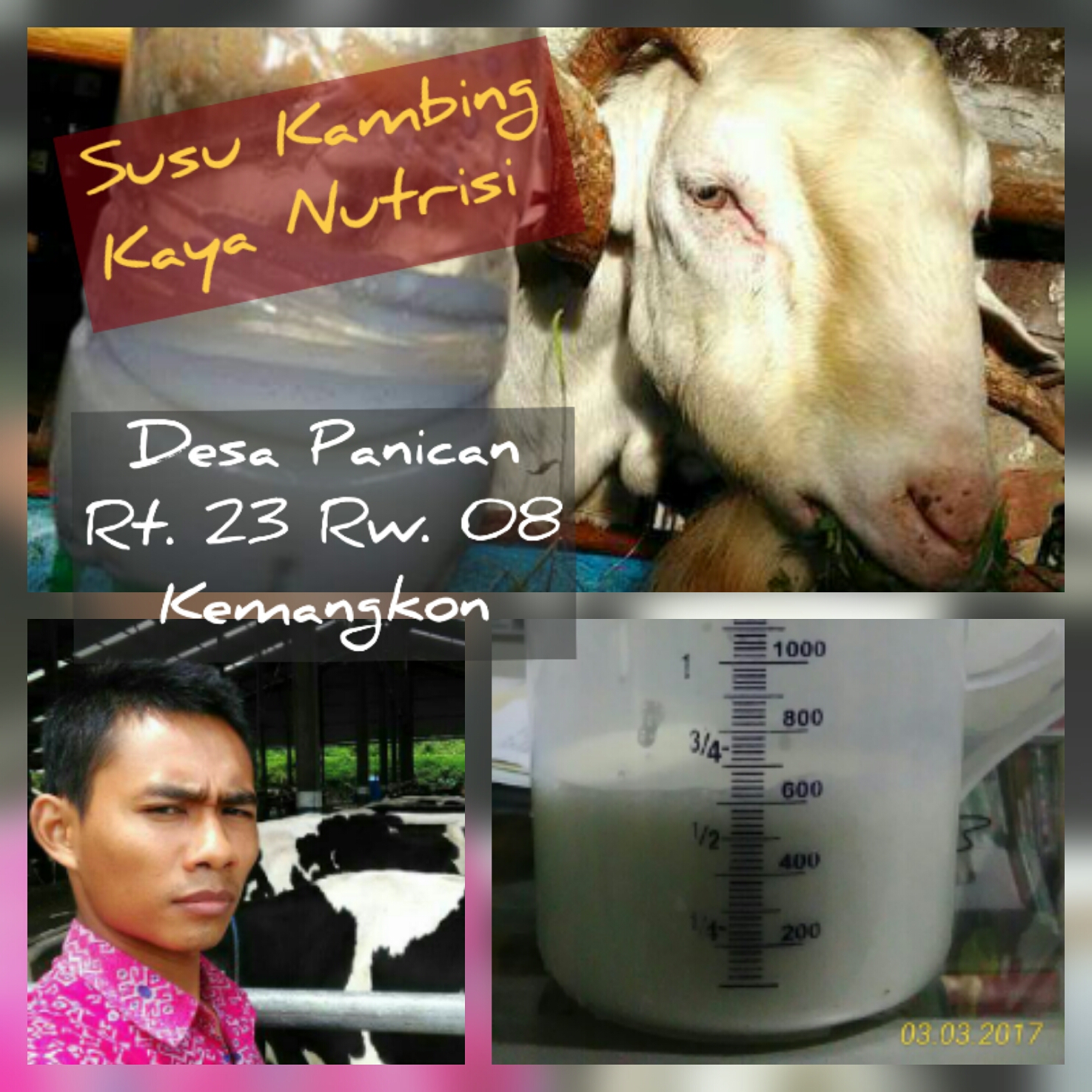 ​”Khozin” Guru Muda yang Merintis Usaha Kambing Perah.