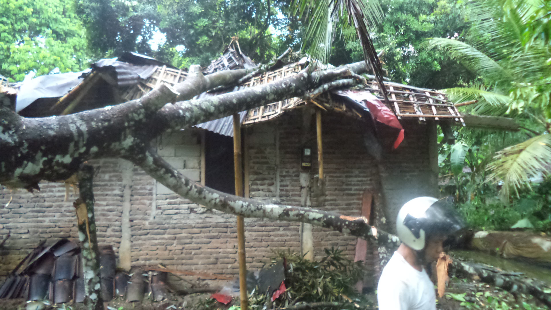 Akibat Hujan Angin Satu Rumah Tertimpa Pohon Durian