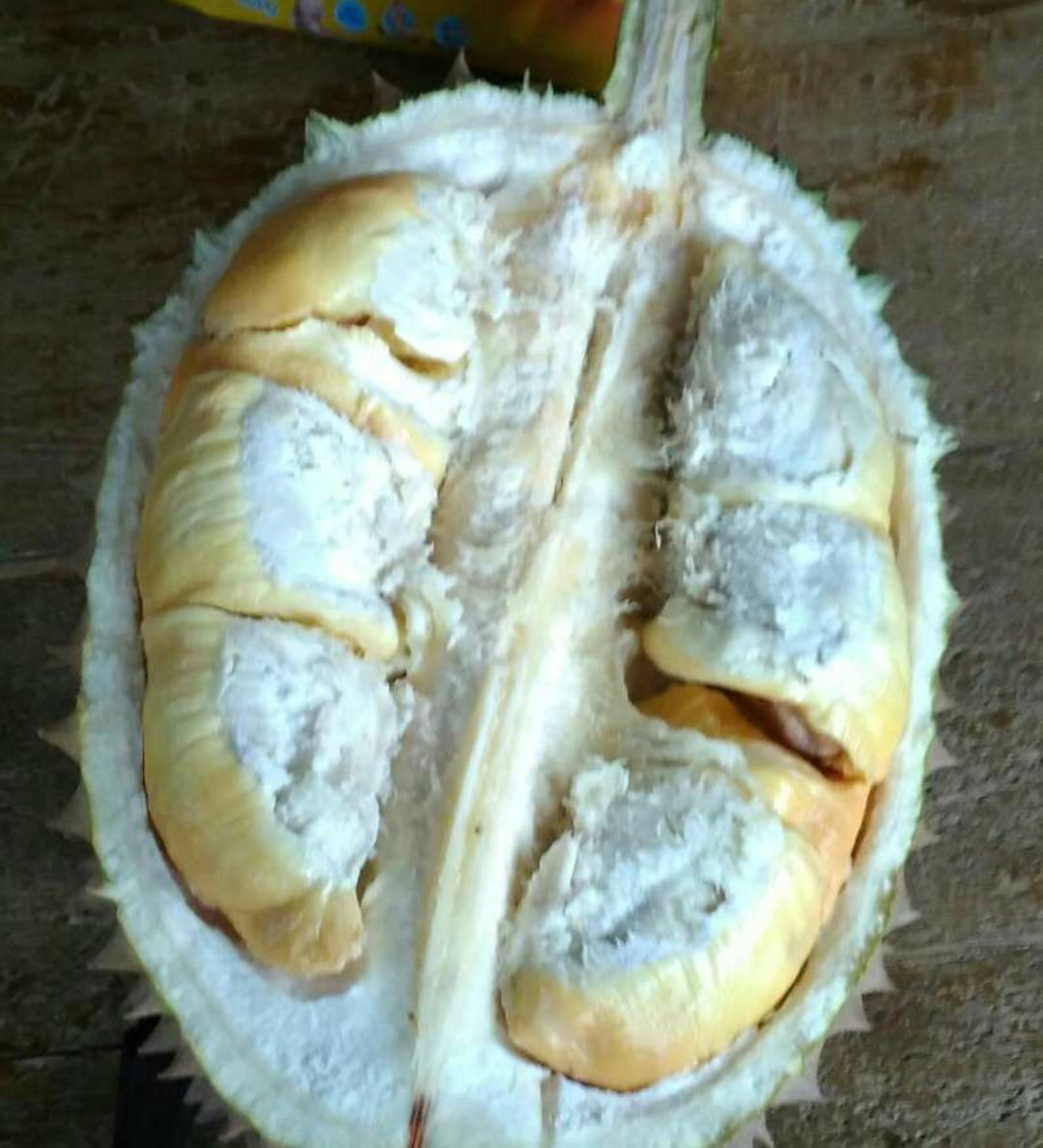 Durian Bawor dan Durian Montong Desa Sidareja Kecamatan Kaligondang