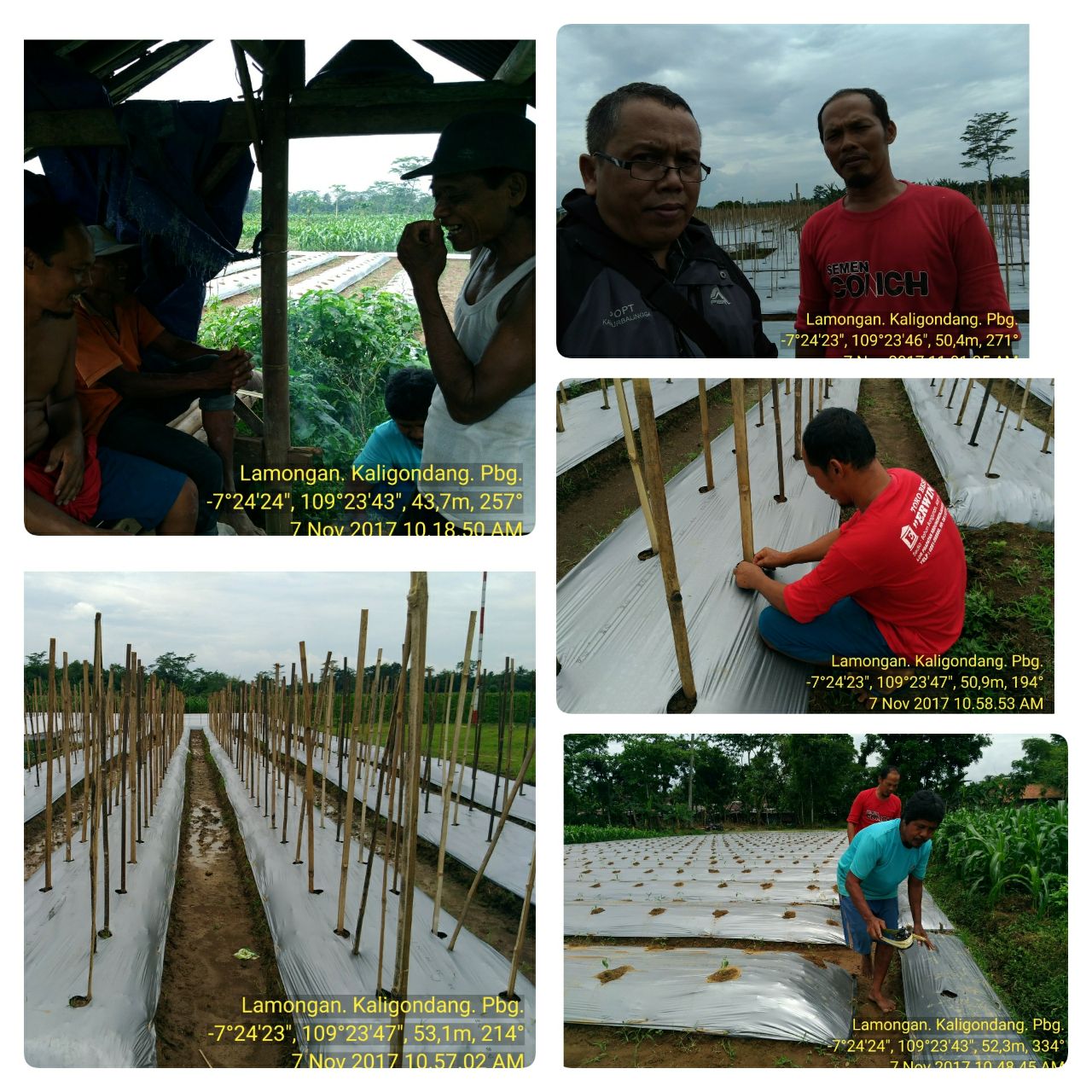 Perluasan Areal Tanam Cabe di Desa Lamongan Kecamatan Kaligondang