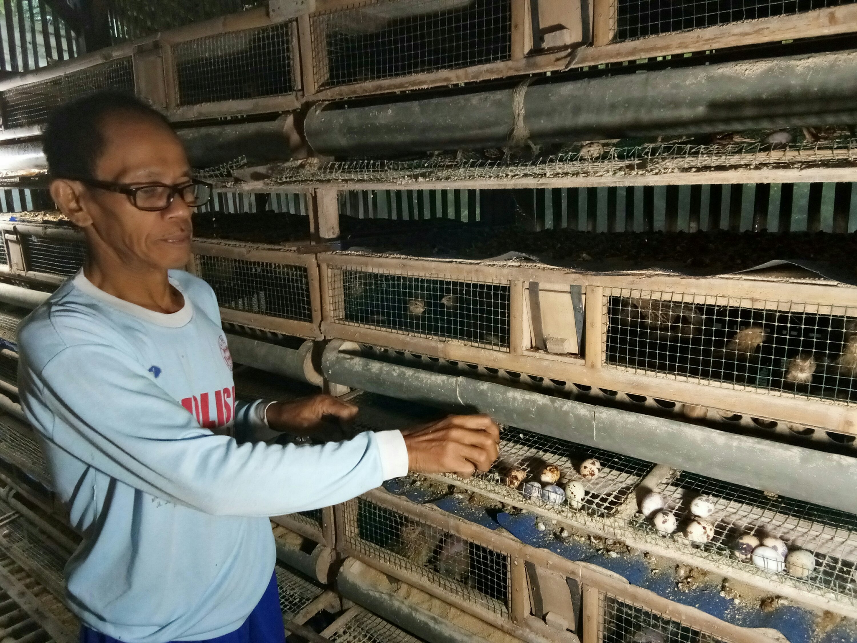Budidaya Puyuh Petelur, Tohari Raih Omzet Belasan  Juta