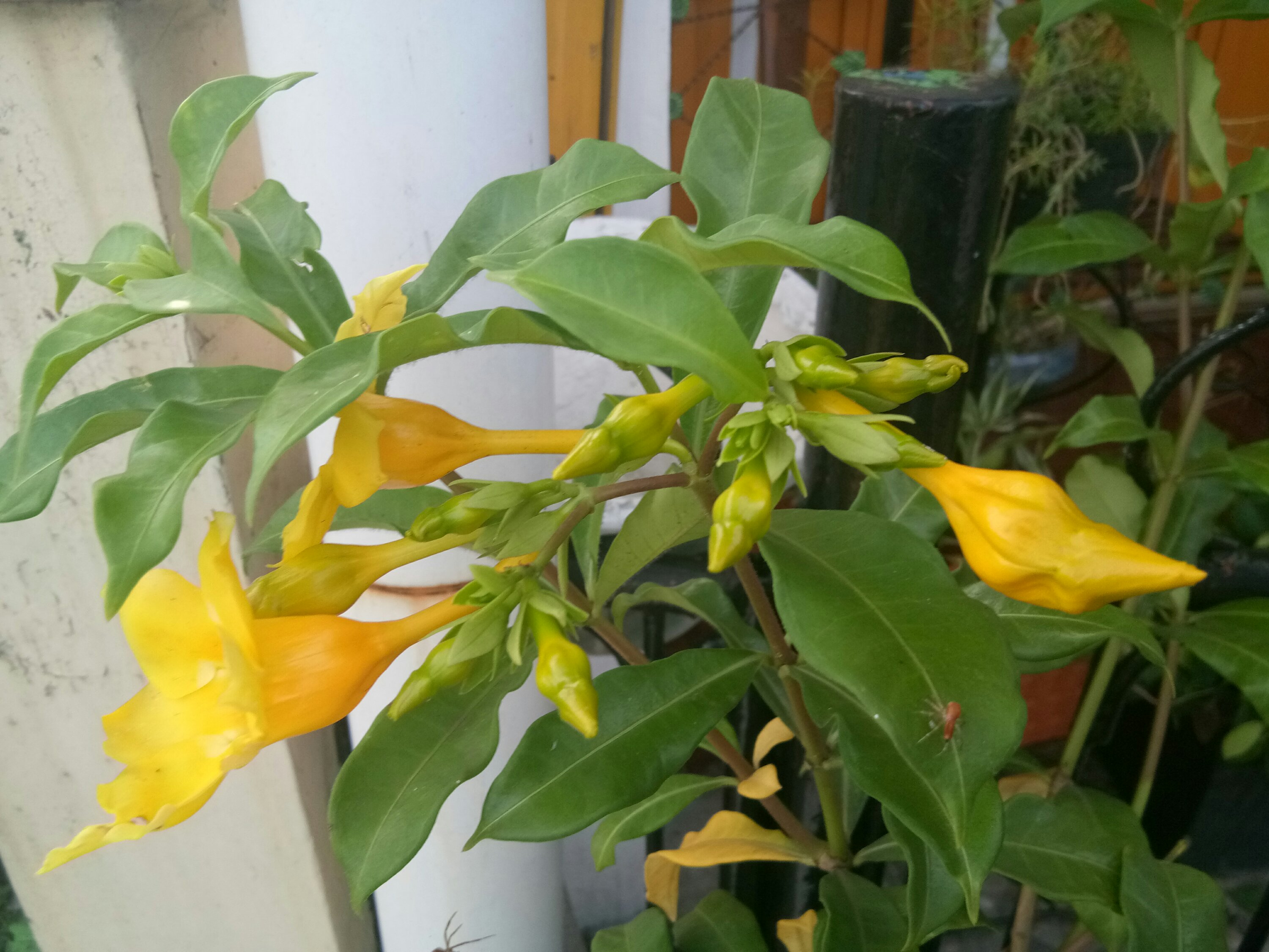 Bunga Alamanda
