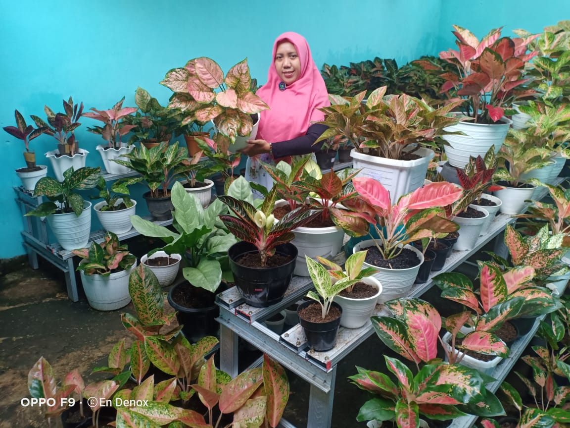 Gunakan Sosmed Griya Aglonema Denox Purbalingga Banjir Orderan