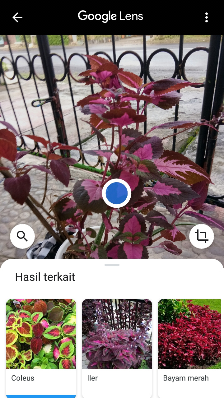 7+ Manfaat Google Lens, Aplikasi Kamera Pintar dari Google