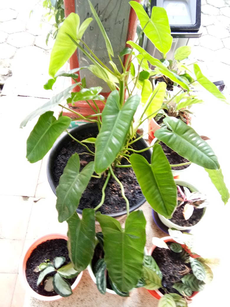 Philodendron Burle Mark, Jangan Sebut Aku Brekele