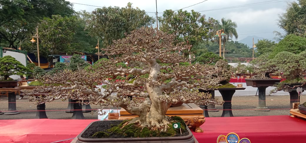 888 Peserta Ikuti Kejuaraan Bonsai Tingkat Nasional